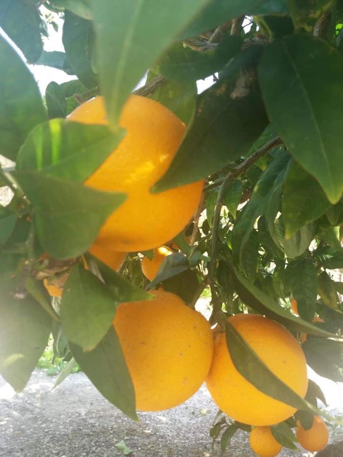 Lemon Tree Cottage Фінікунда Екстер'єр фото